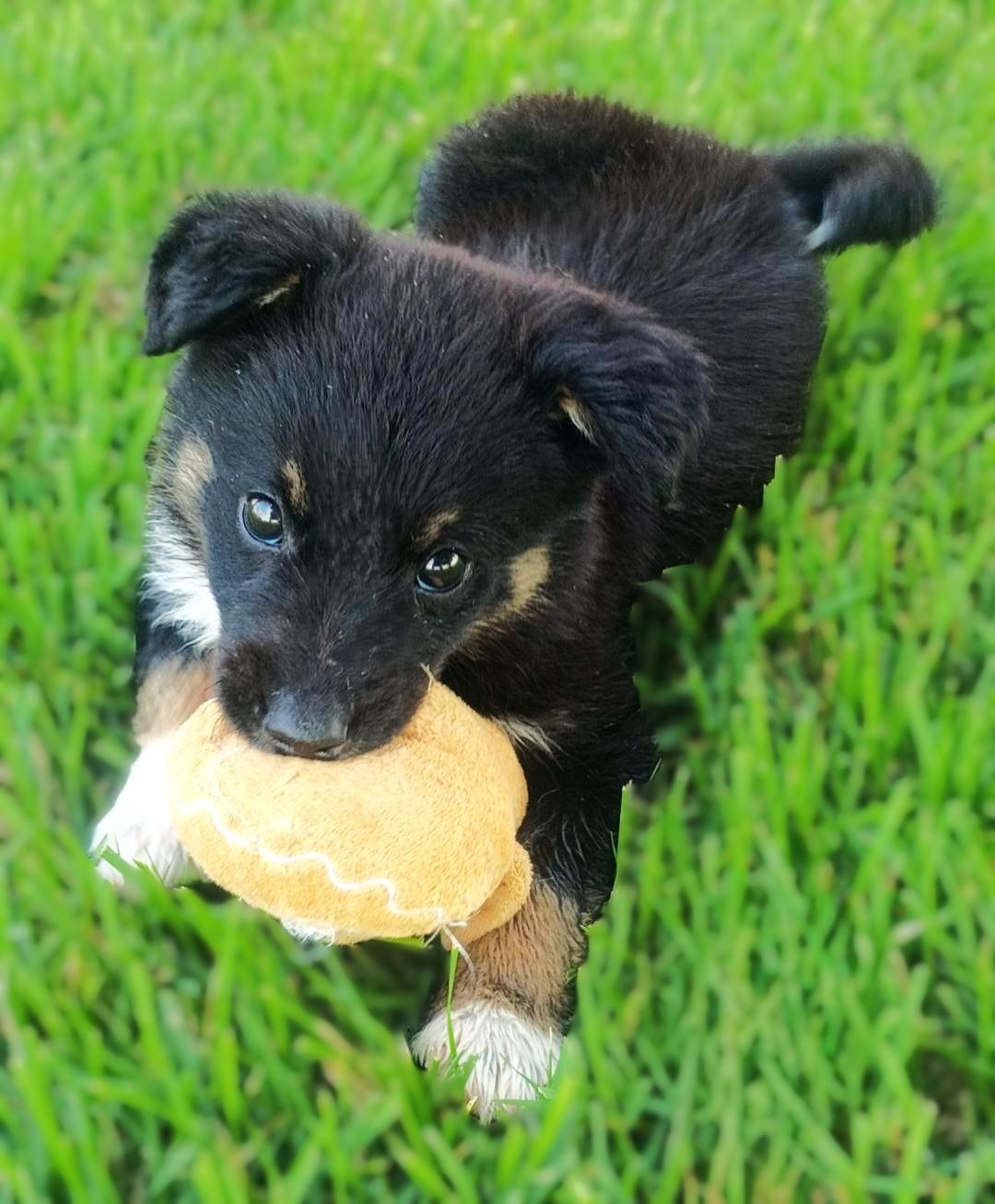 Rodney, a ADOPTABLE Australian Shepherd in Bridgeton, MO image 2/3