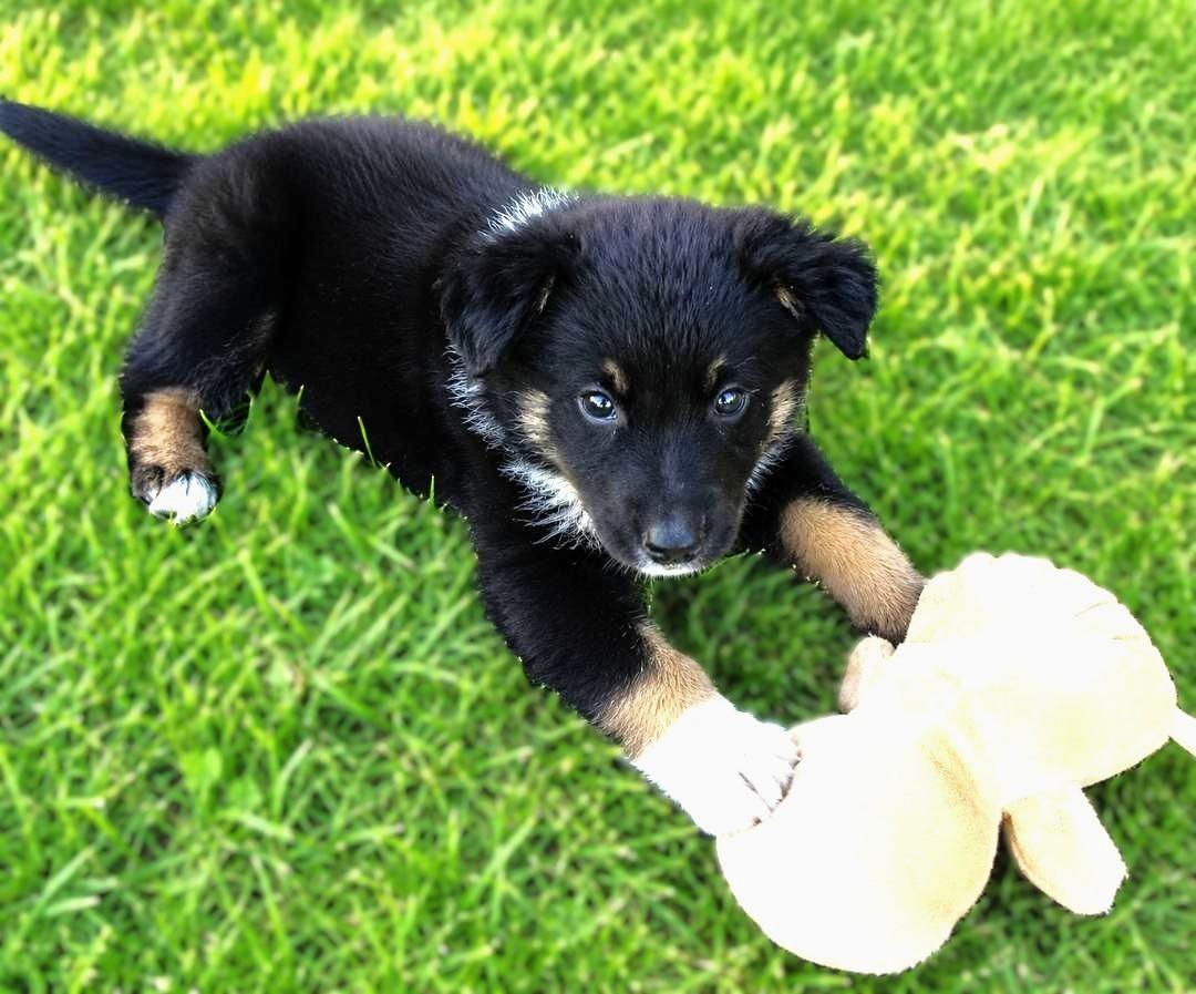 Rodney, a ADOPTABLE Australian Shepherd in Bridgeton, MO image 3/3