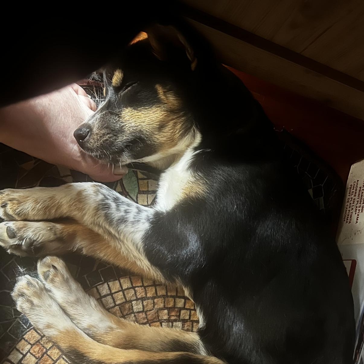 Enlarge Penny, an adopted mixed breed in Murray, KY image 4/4