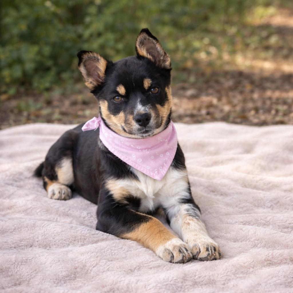 Penny, adopted, Puppy Female Australian Shepherd.