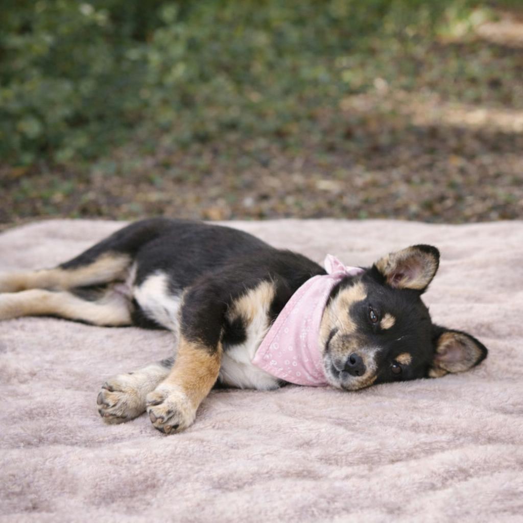 Enlarge Penny, an adopted mixed breed in Murray, KY image 2/4