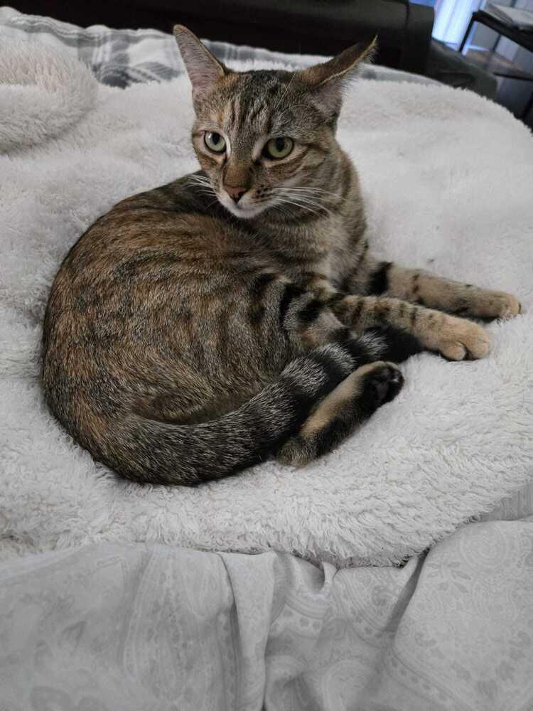 Amanda 7420, Adopted, Kitten Female Domestic Short Hair.