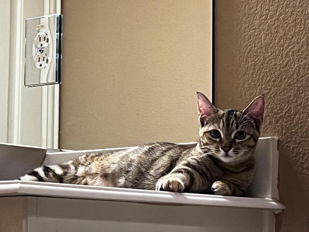 Enlarge Amanda 7420, a Adopted Domestic Short Hair in Dallas, TX image 2/6