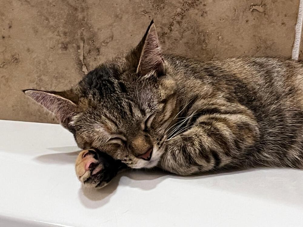 Enlarge Amanda 7420, a Adopted Domestic Short Hair in Dallas, TX image 5/6