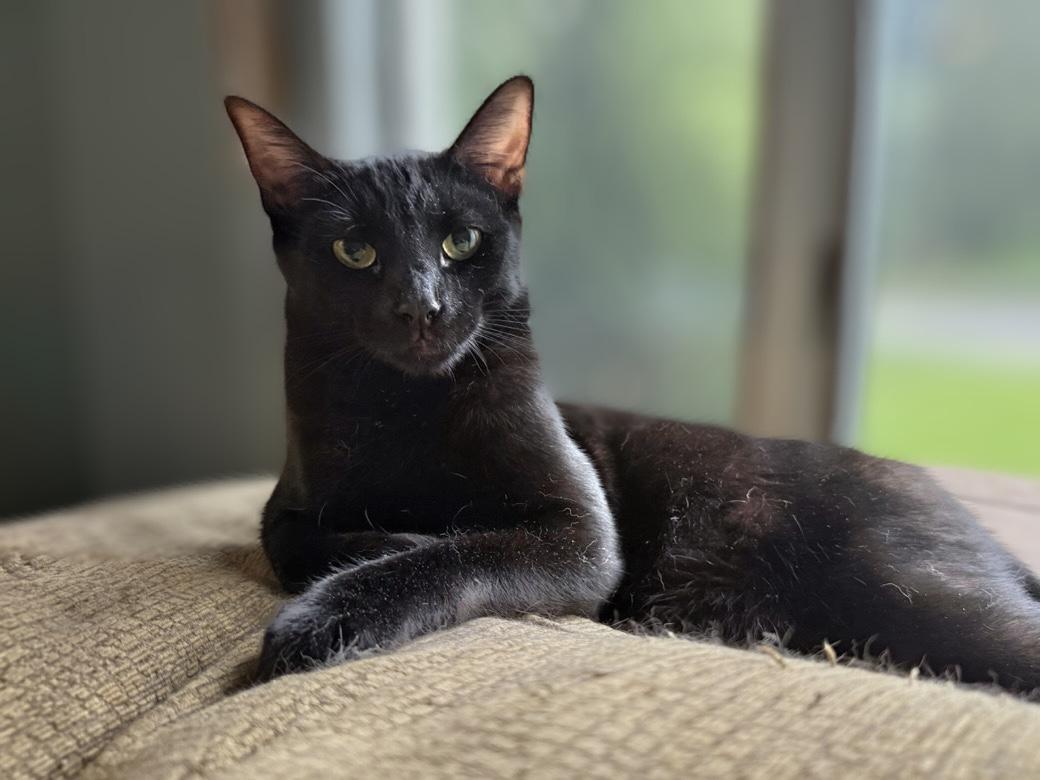 Carson, Adoptable, Kitten Male Domestic Short Hair.