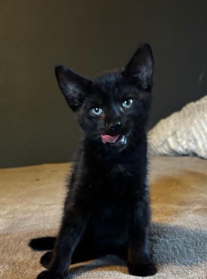 Enlarge Carson, a Adoptable Domestic Short Hair in Syosset, NY image 3/3