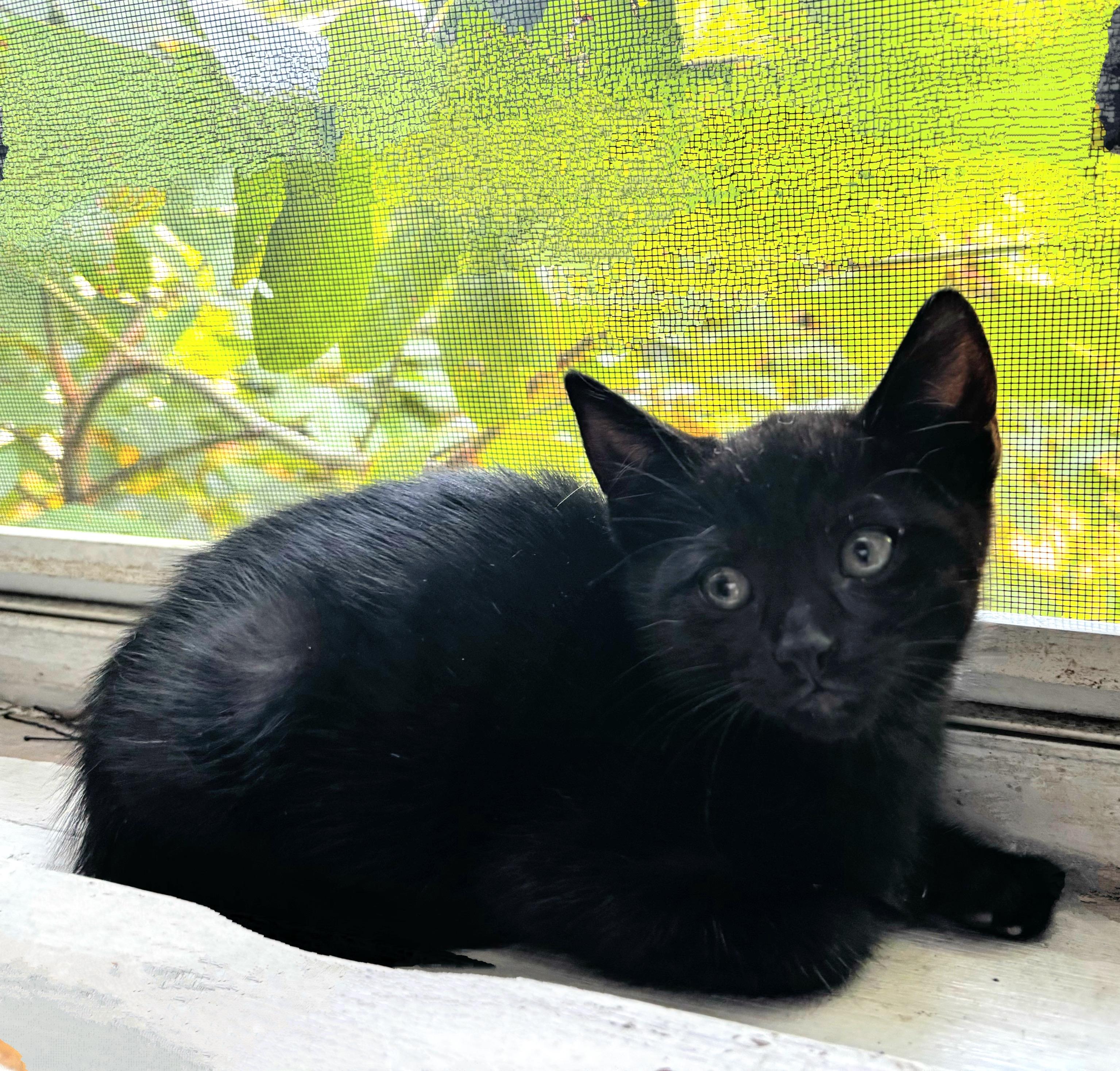 Enlarge Carson, a Adoptable Domestic Short Hair in Syosset, NY image 2/3