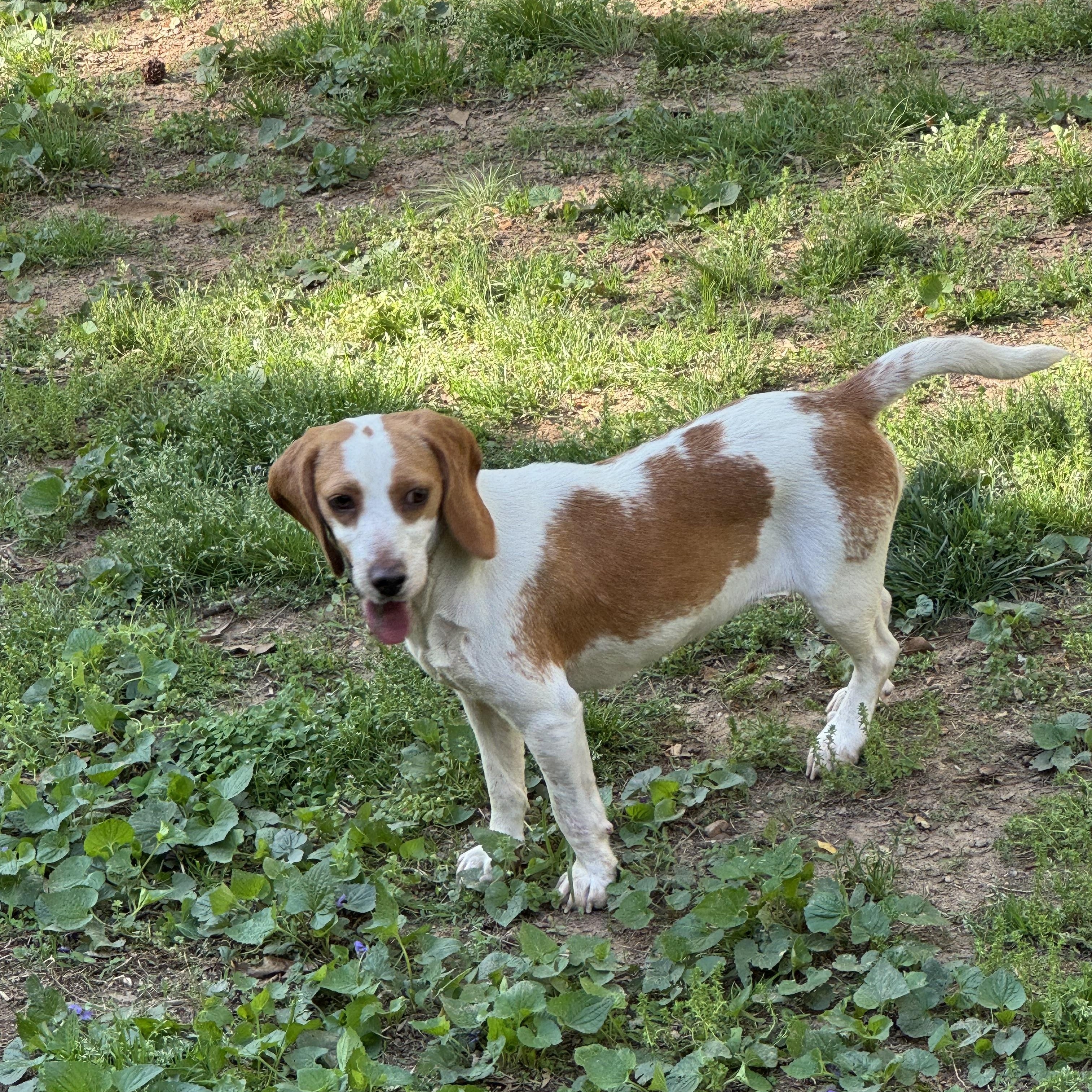 Ginger, a Adoptable Beagle in Monroe, GA image 3/4