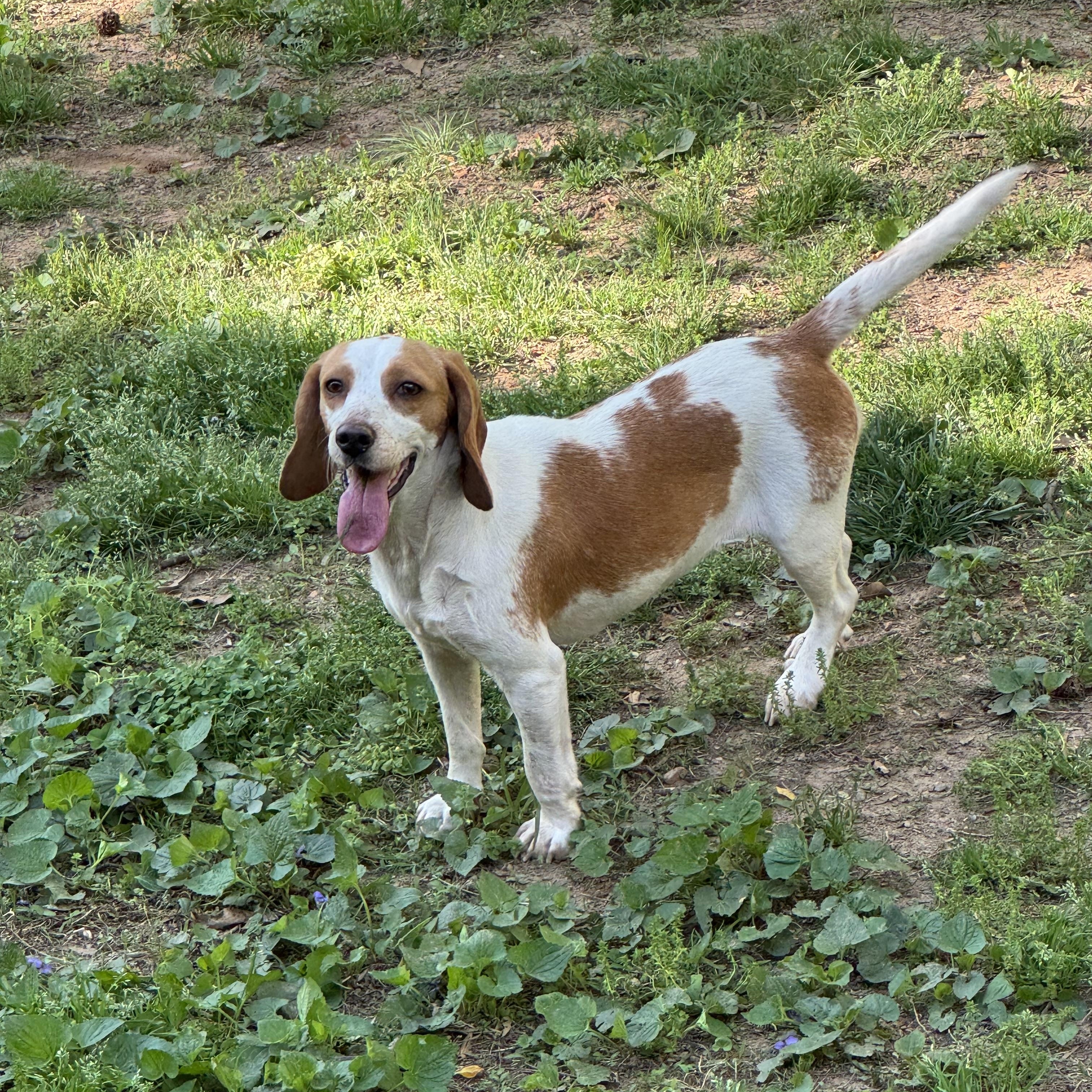 Ginger, a Adoptable Beagle in Monroe, GA image 4/4