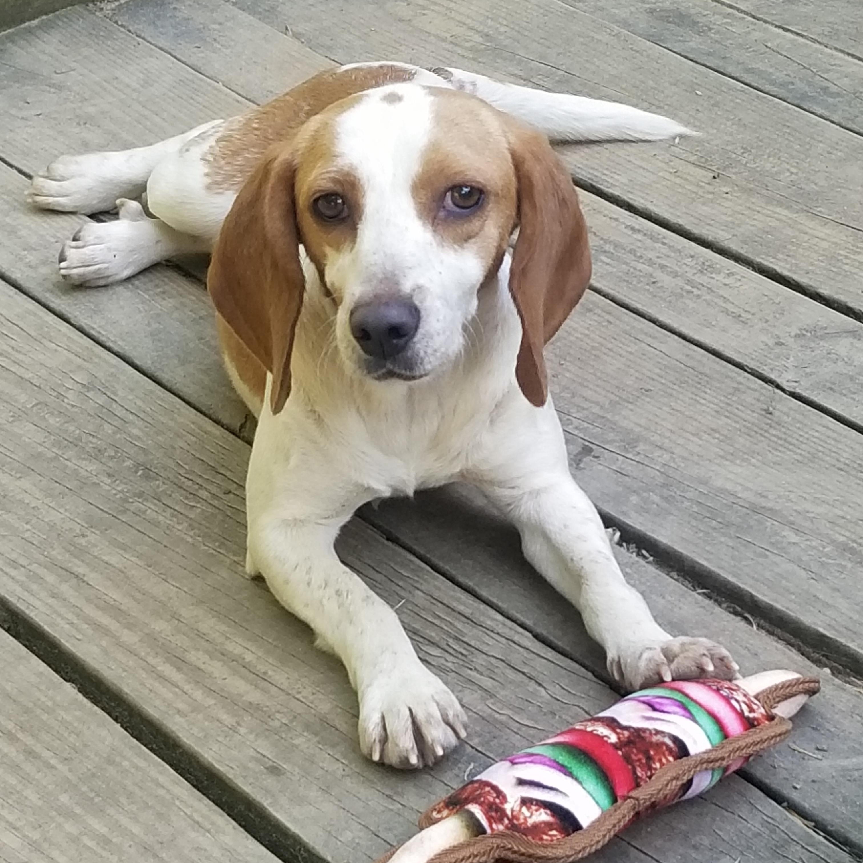 Ginger, a Adoptable Beagle in Monroe, GA image 1/4