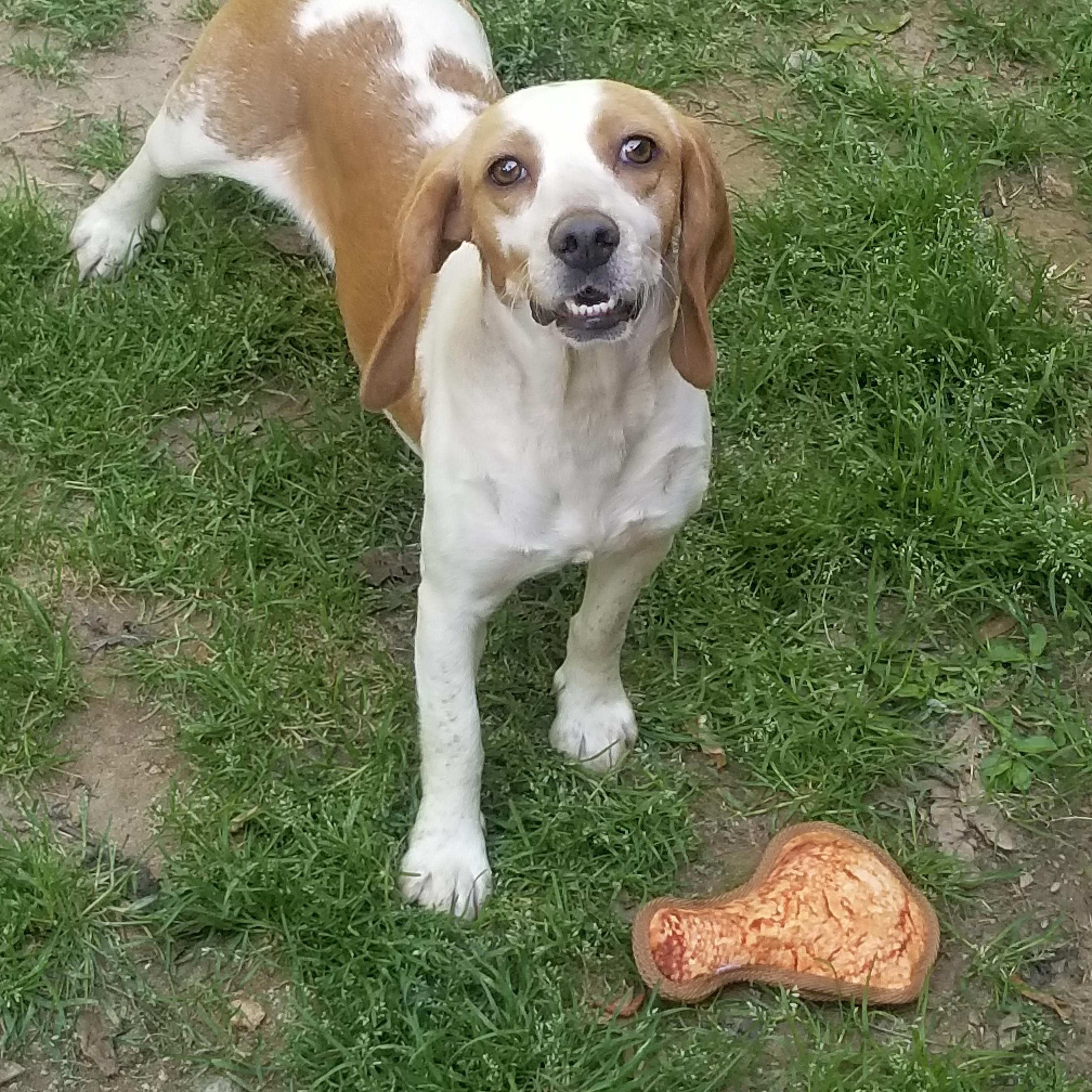 Ginger, a Adoptable Beagle in Monroe, GA image 2/4