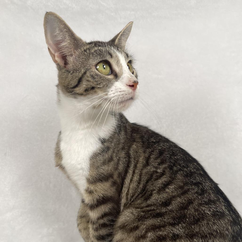 Lyra, Adoptable, Young Female Domestic Short Hair.