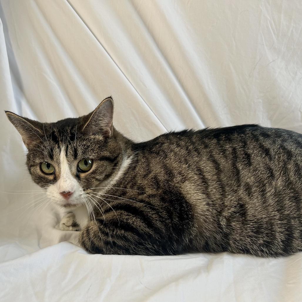 Enlarge Lyra, a Adoptable Domestic Short Hair in Johnson City, TN image 2/5