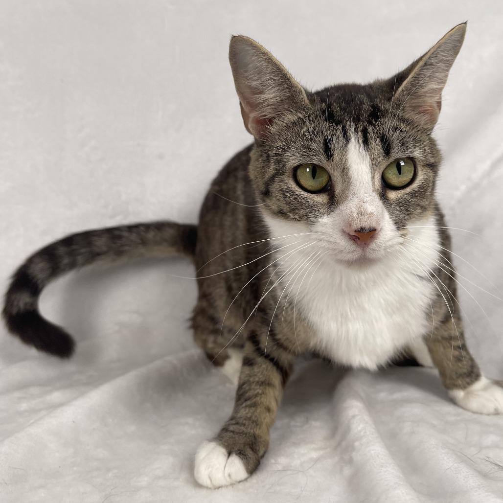 Enlarge Lyra, a Adoptable Domestic Short Hair in Johnson City, TN image 3/5