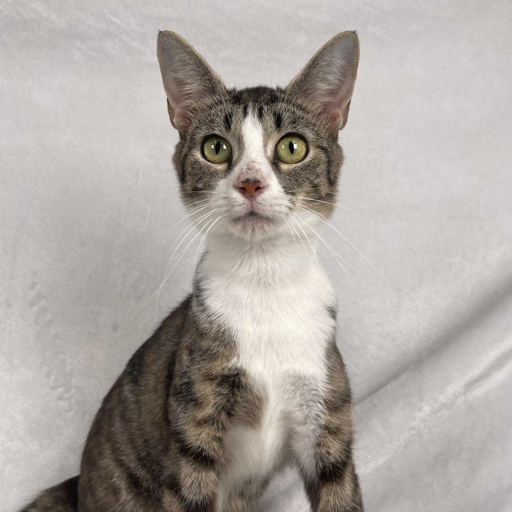 Enlarge Lyra, a Adoptable Domestic Short Hair in Johnson City, TN image 5/5