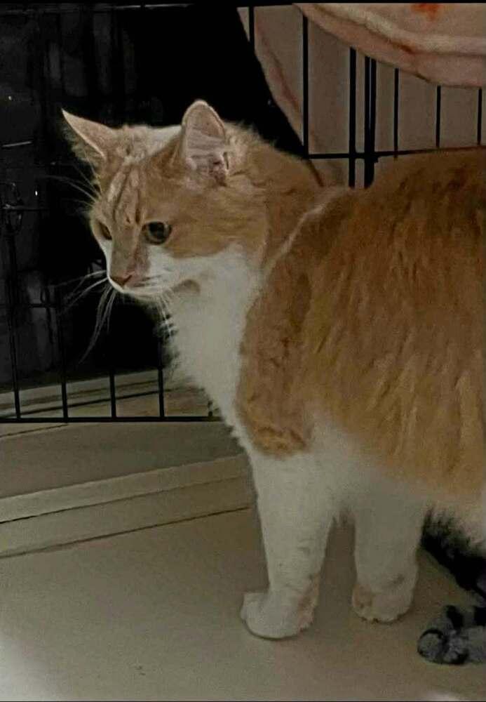 Sweet Face, Adoptable, Young Male Domestic Long Hair.