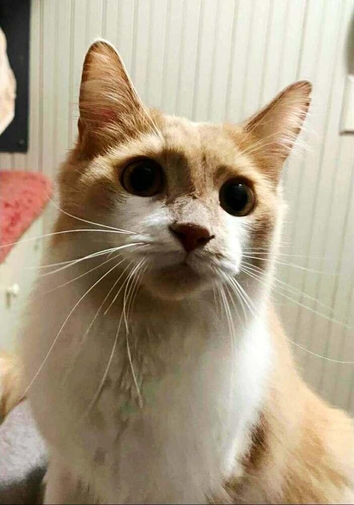 Sweet Face, a Adoptable mixed breed in WARNER ROBINS, GA image 2/4