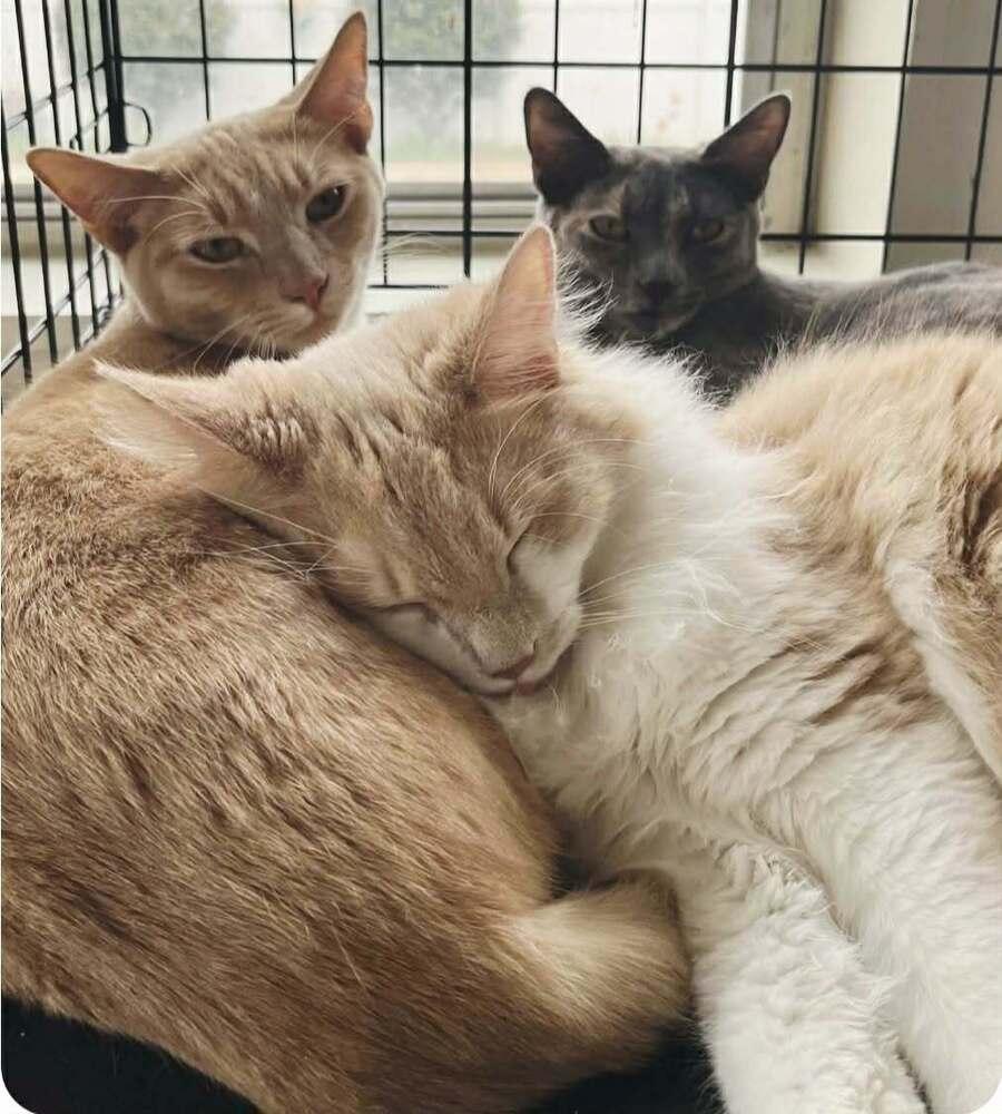 Sweet Face, a Adoptable mixed breed in WARNER ROBINS, GA image 4/4