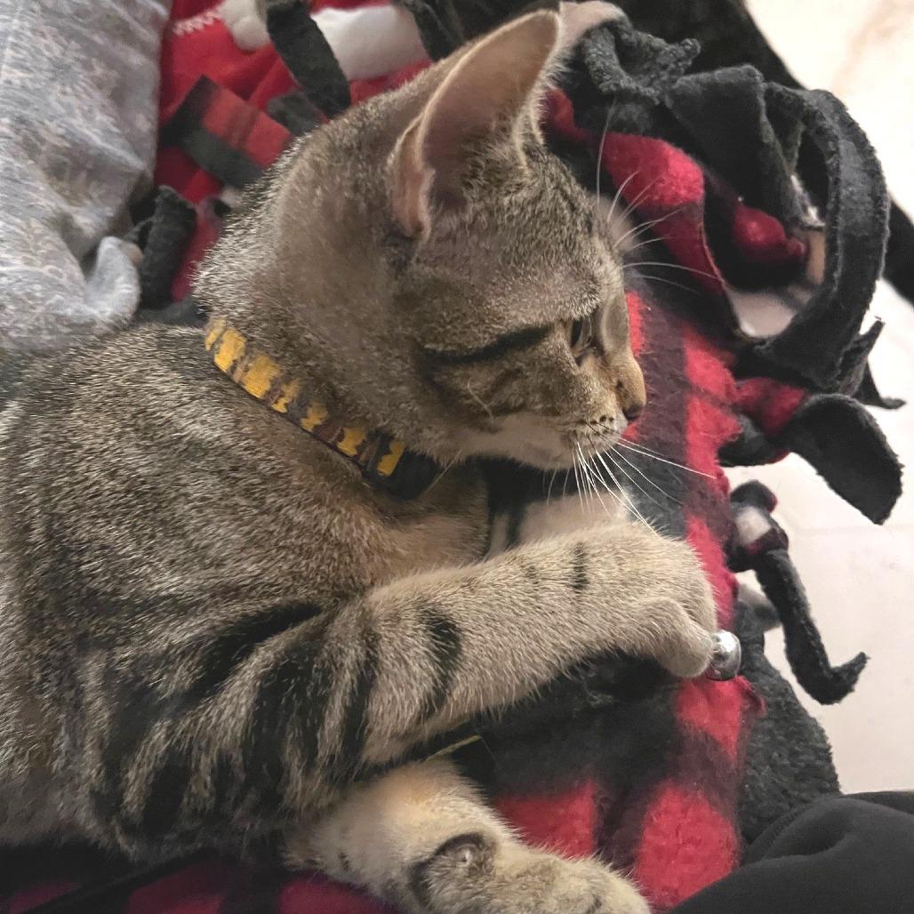 Crosby, a Adoptable Domestic Short Hair in Springfield, OR image 1/3