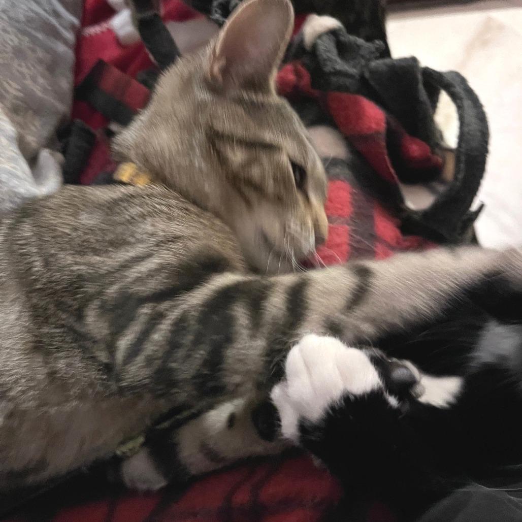 Crosby, a Adoptable Domestic Short Hair in Springfield, OR image 2/3