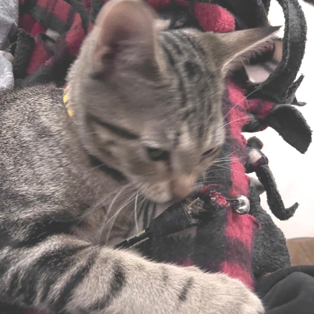 Crosby, a Adoptable Domestic Short Hair in Springfield, OR image 3/3