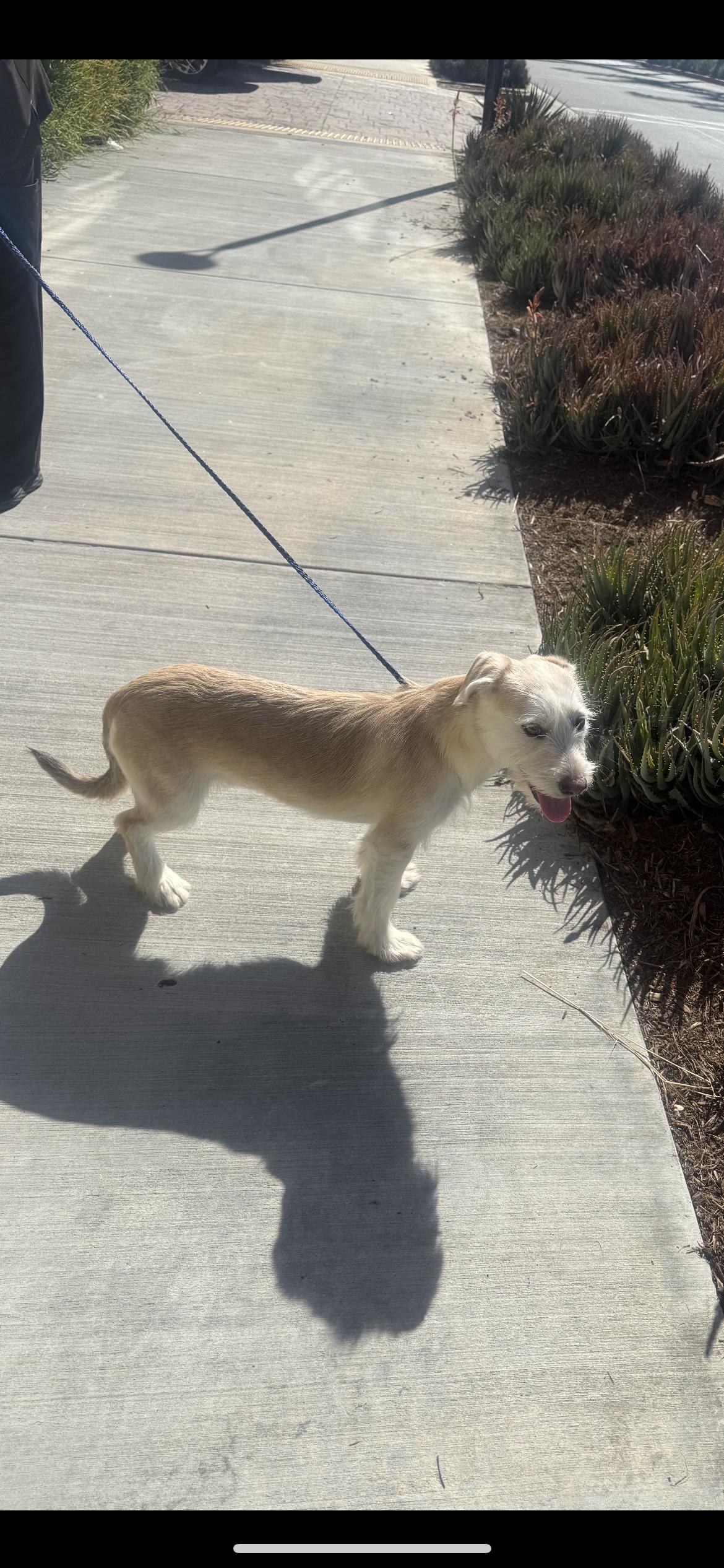 Enlarge Bailey, a Adoptable mixed breed in Hamden, CT image 3/4