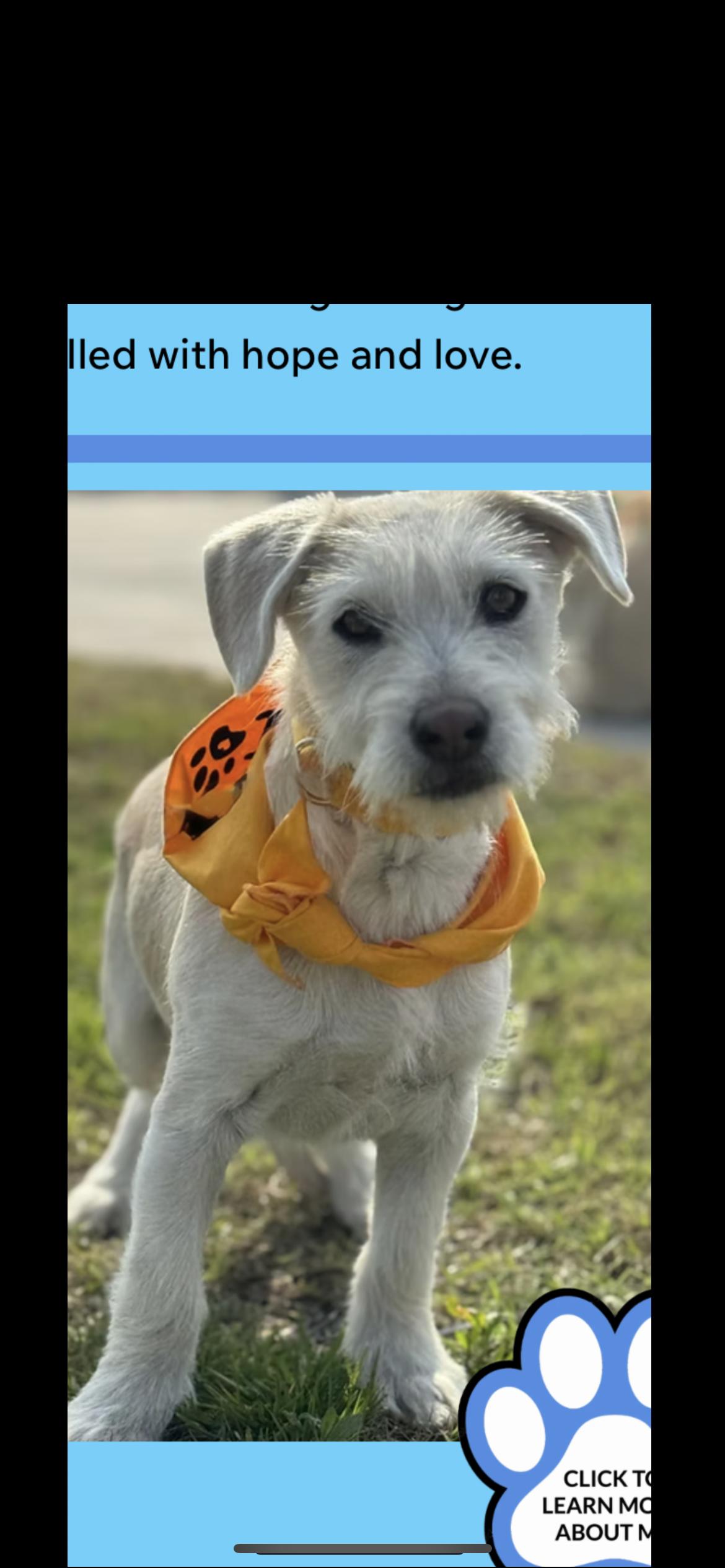 Bailey, Adoptable, Young Female Miniature Schnauzer & Wirehaired Terrier.