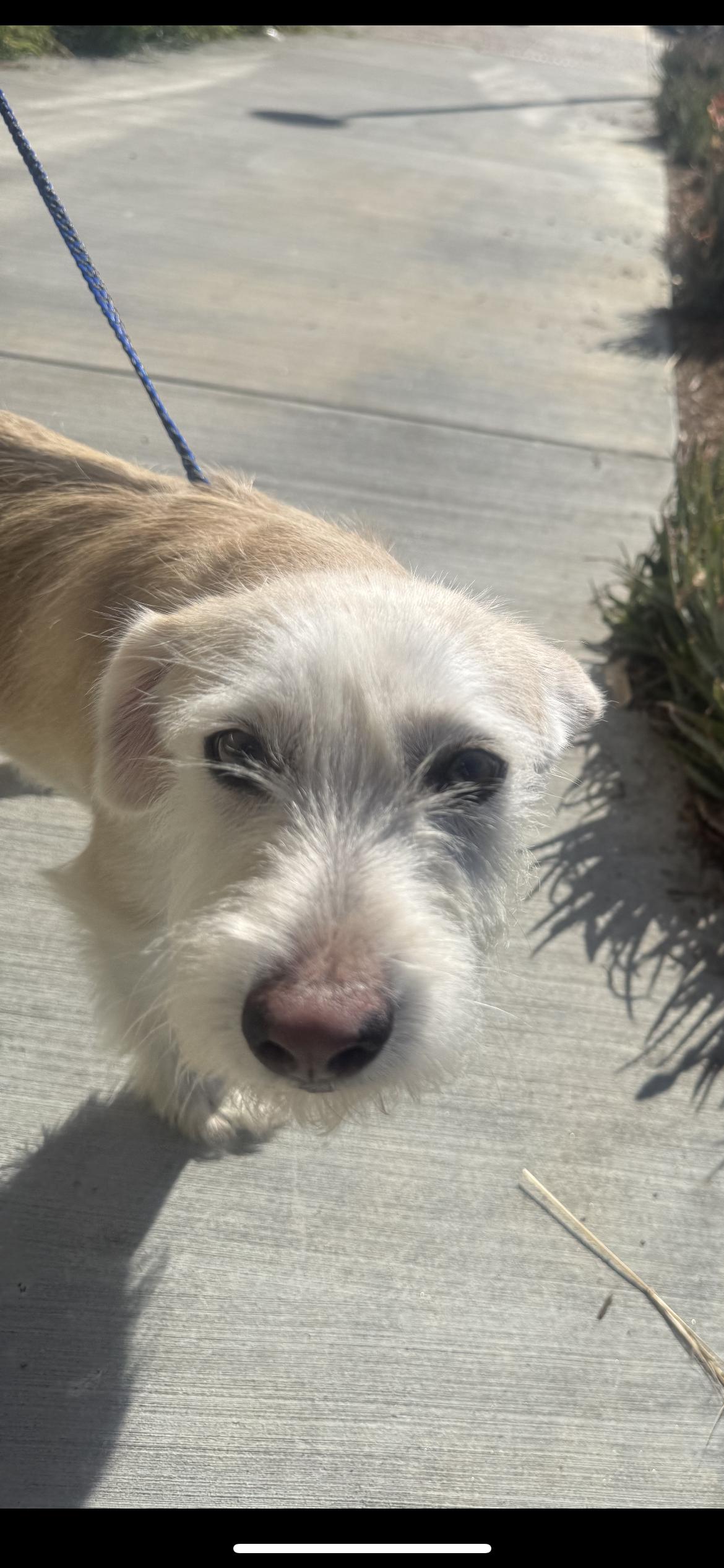 Enlarge Bailey, a Adoptable mixed breed in Hamden, CT image 2/4