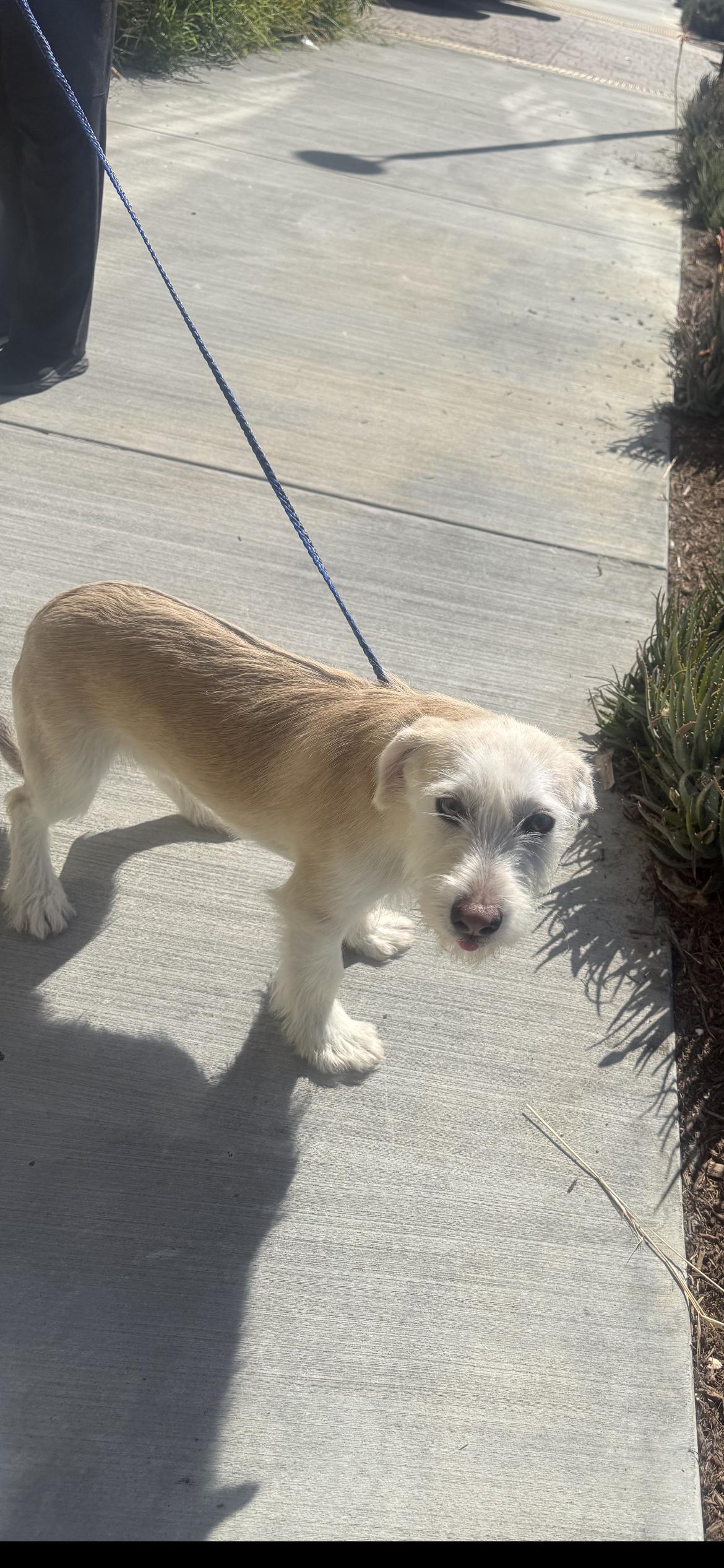 Enlarge Bailey, a Adoptable mixed breed in Hamden, CT image 4/4