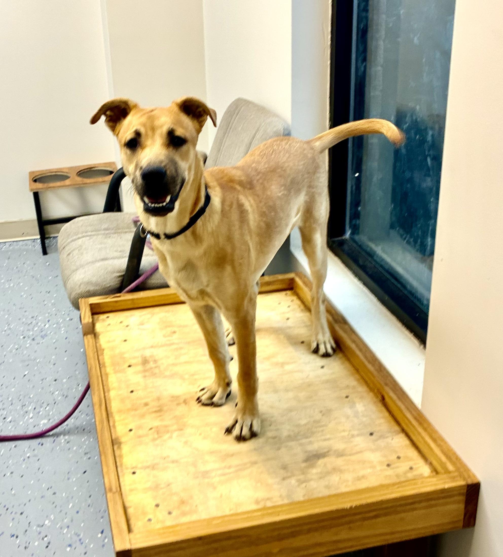 Wally, a Adoptable mixed breed in Senatobia, MS image 1/3