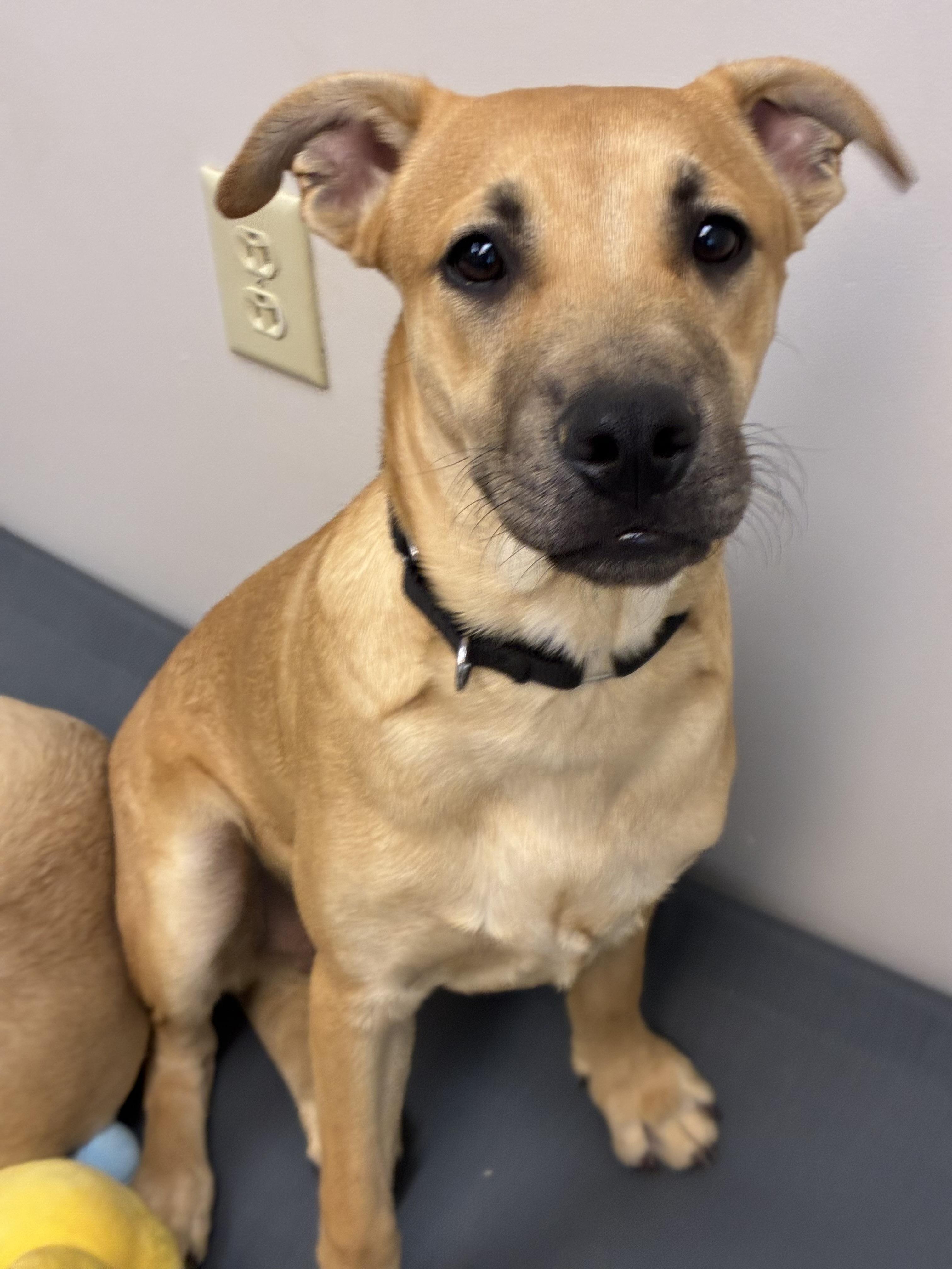Wally, a Adoptable mixed breed in Senatobia, MS image 3/3