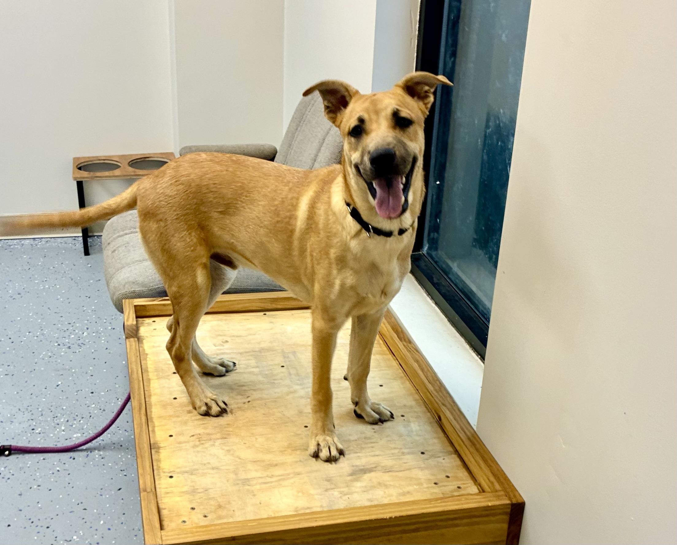 Wally, a Adoptable mixed breed in Senatobia, MS image 2/3