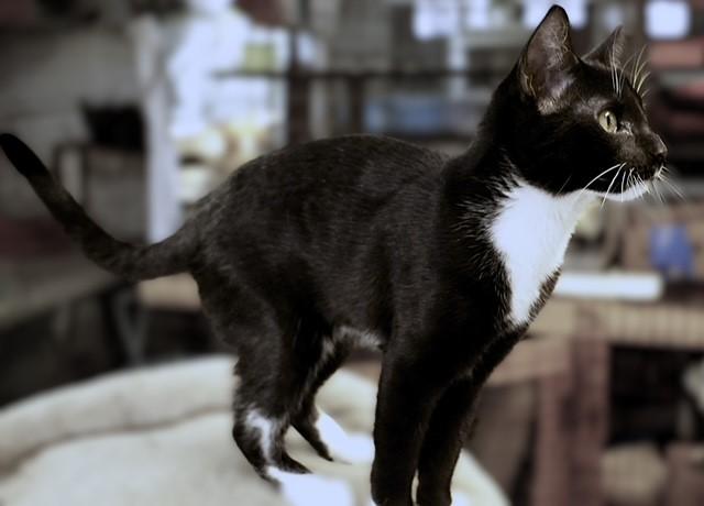 Enlarge McIntosh (sibling with Pink Lady, Honey Crisp, & Rome), a ADOPTABLE Domestic Short Hair in Pottstown, PA image 3/3