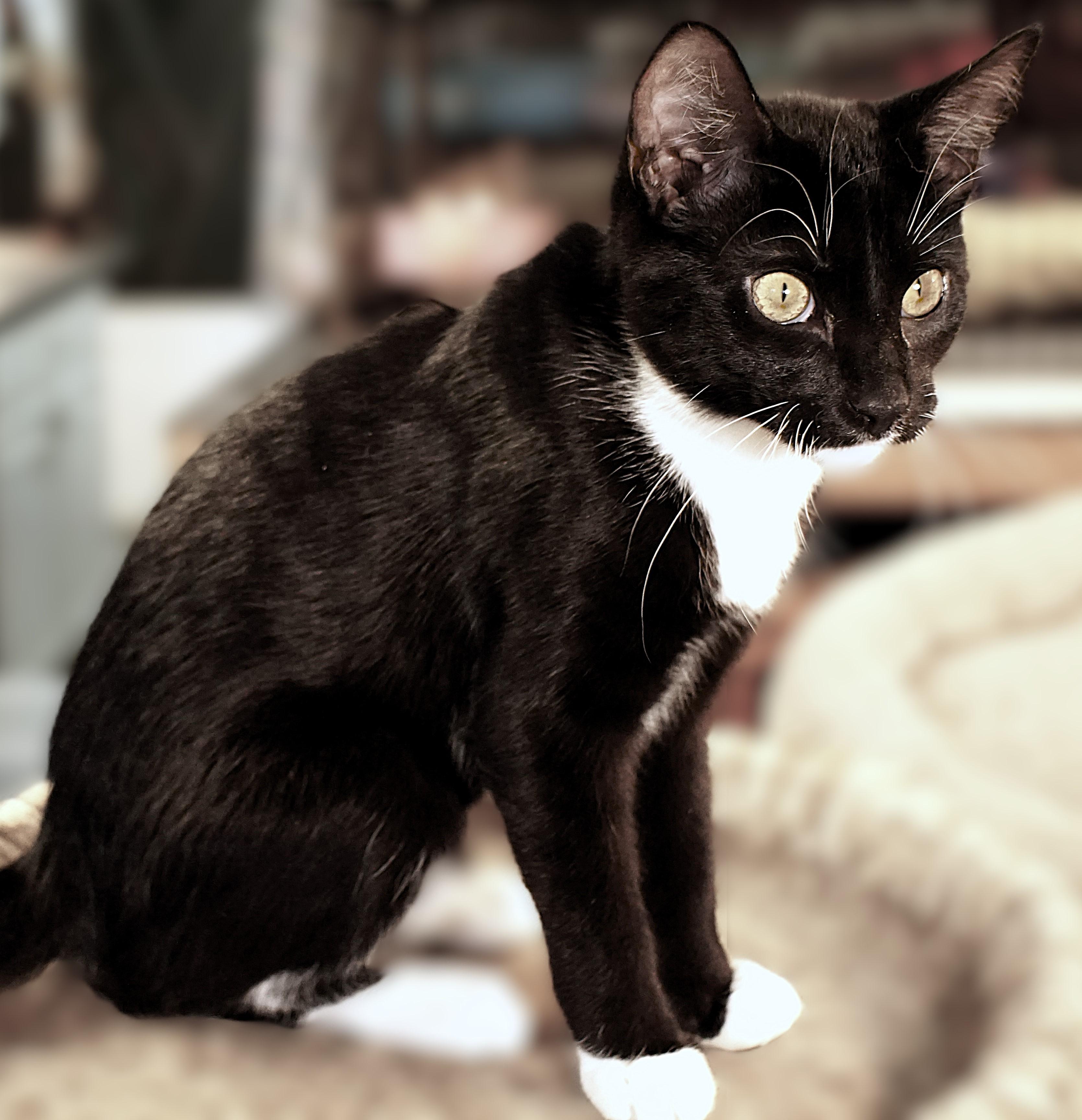 Enlarge McIntosh (sibling with Pink Lady, Honey Crisp, & Rome), a ADOPTABLE Domestic Short Hair in Pottstown, PA image 2/3