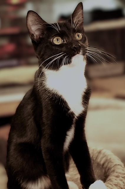 McIntosh (sibling with Pink Lady, Honey Crisp, & Rome), ADOPTABLE, Young Male Domestic Short Hair.