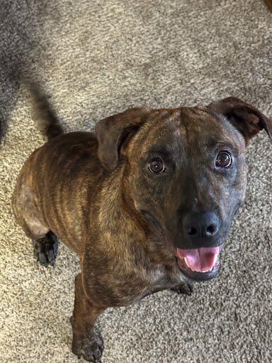 Enlarge Clove, a Adoptable Mixed Breed in Cincinnati, OH image 1/3