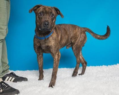 Clove, Adoptable, Adult Male Mixed Breed & Mixed Breed.