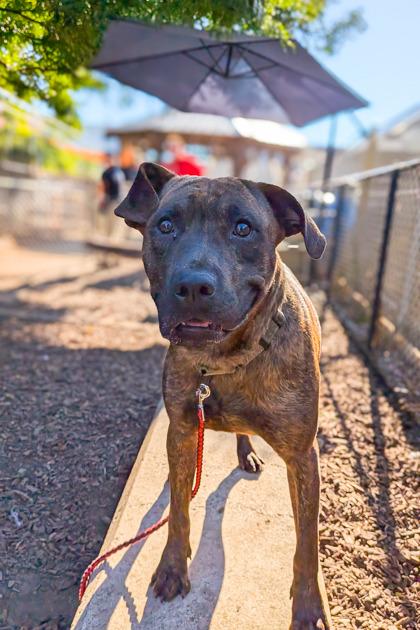 Clove, a Adoptable Mixed Breed in Cincinnati, OH image 2/3