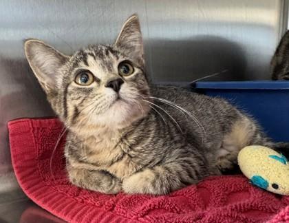 Enlarge Tiny Tootsie, a Adoptable mixed breed in Willmar, MN image 1/1