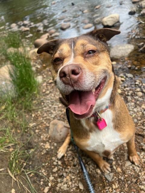 Bear, Adopted, Adult Female Husky & Pit Bull Terrier.