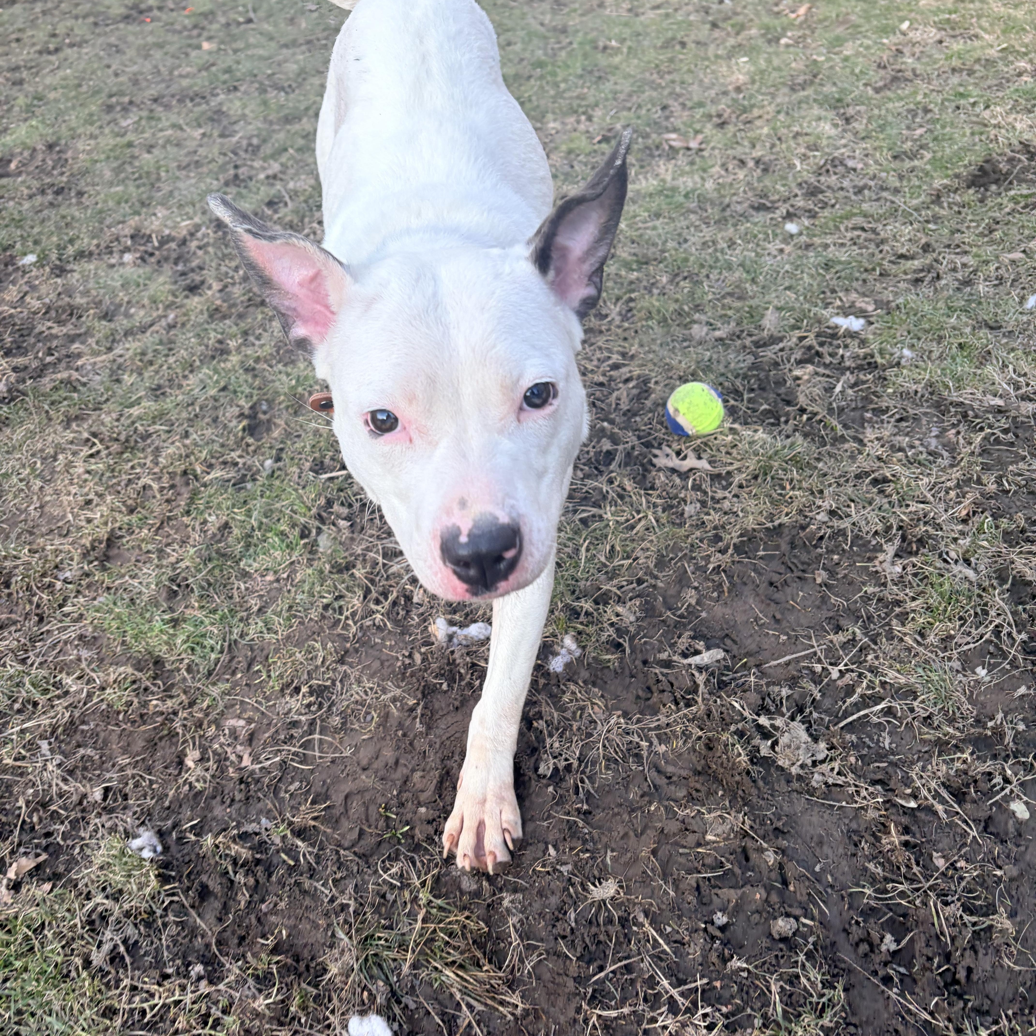 Mei Mei, an adopted mixed breed in White Oak, PA image 5/6