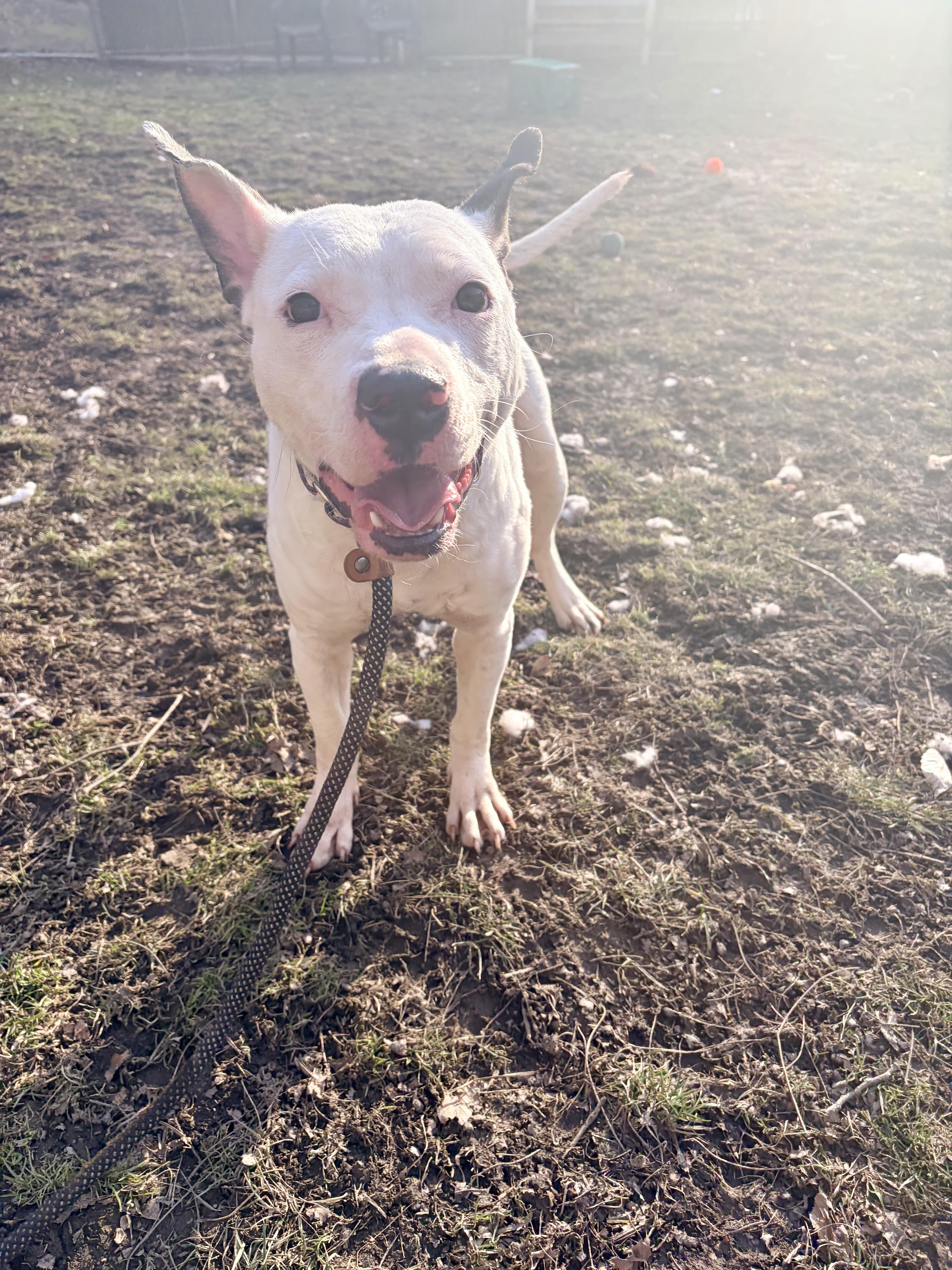 Mei Mei, an adopted mixed breed in White Oak, PA image 3/6