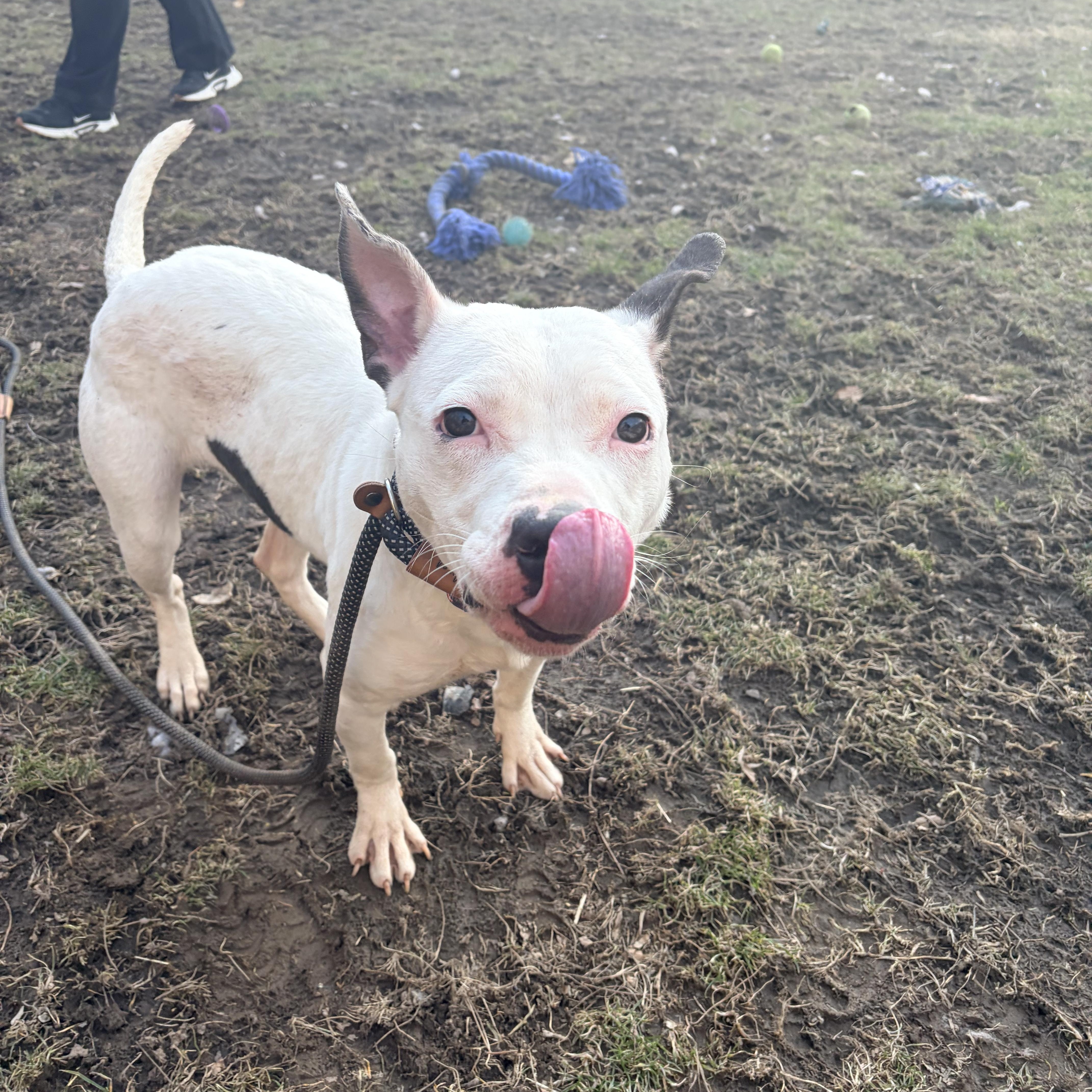 Mei Mei, an adopted mixed breed in White Oak, PA image 4/6