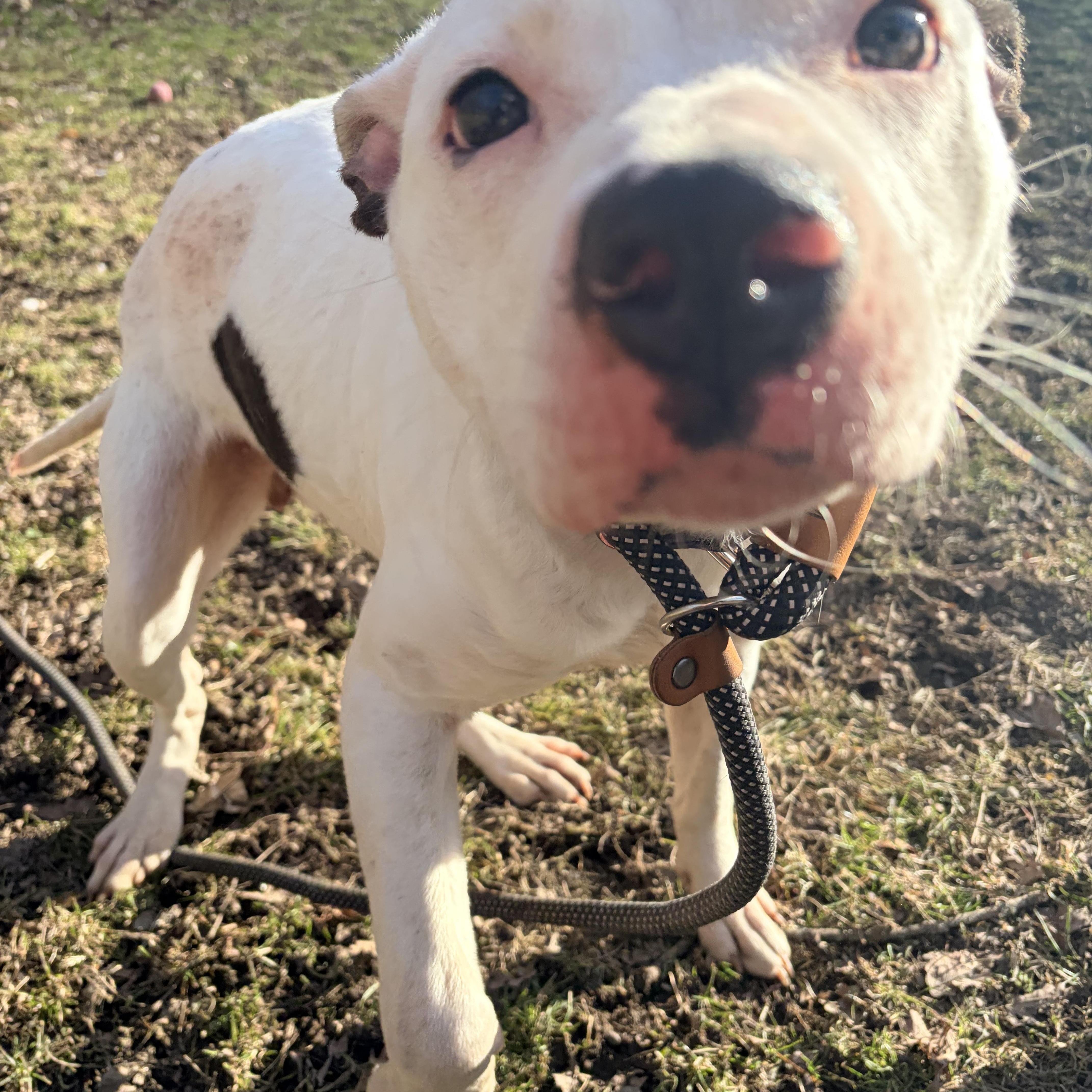 Mei Mei, an adopted mixed breed in White Oak, PA image 2/6