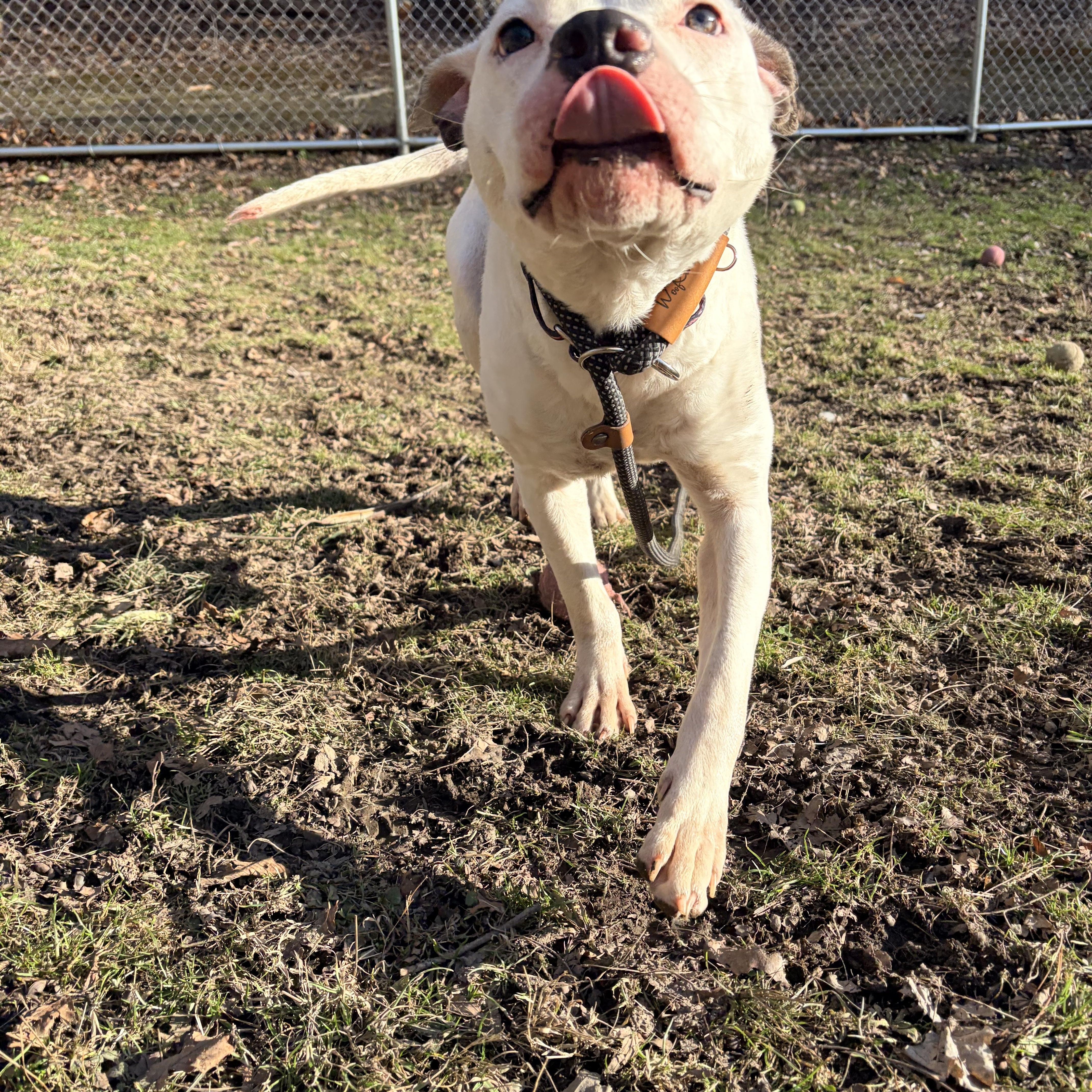 Mei Mei, an adopted mixed breed in White Oak, PA image 6/6
