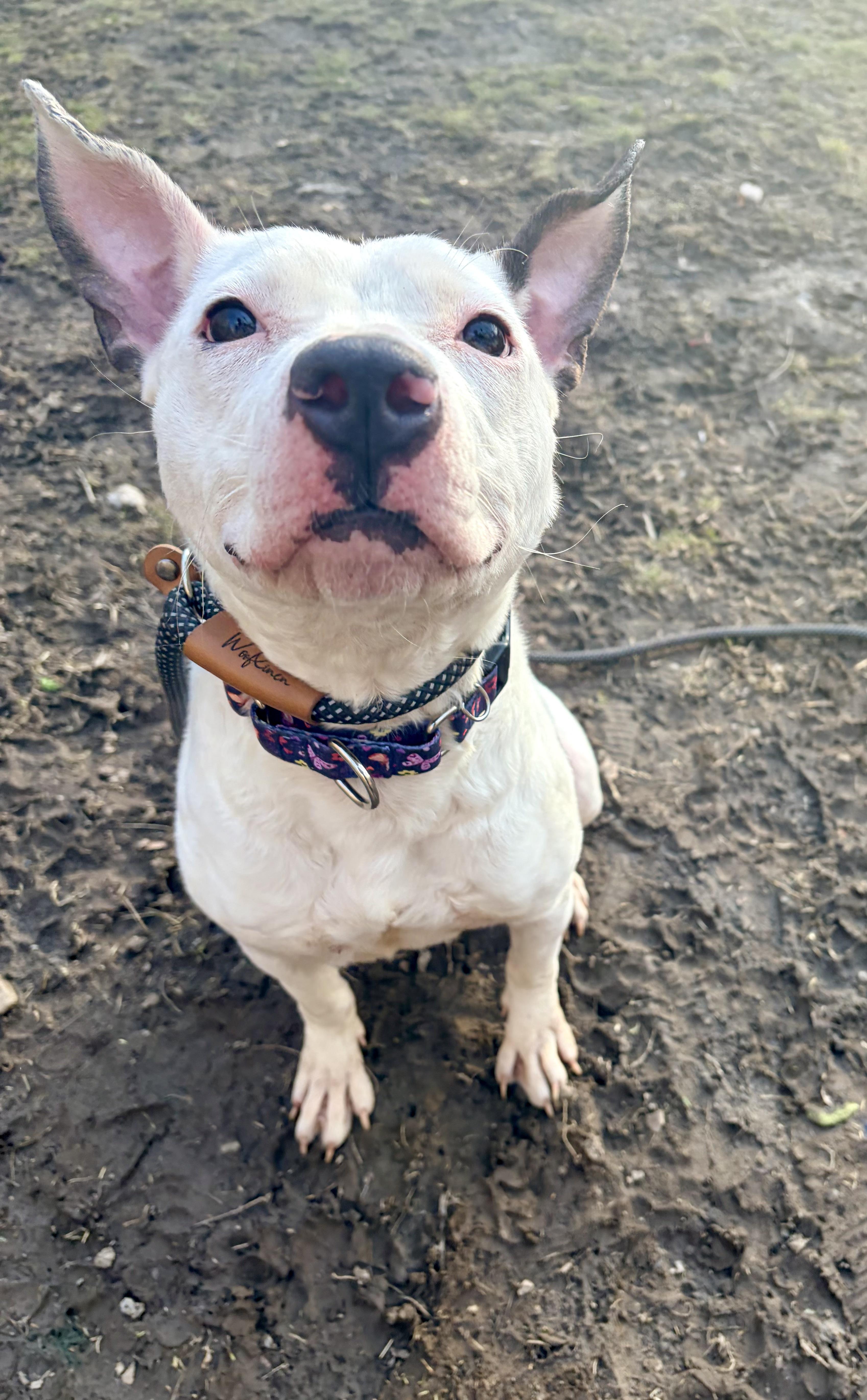 Mei Mei, an adopted mixed breed in White Oak, PA image 1/6