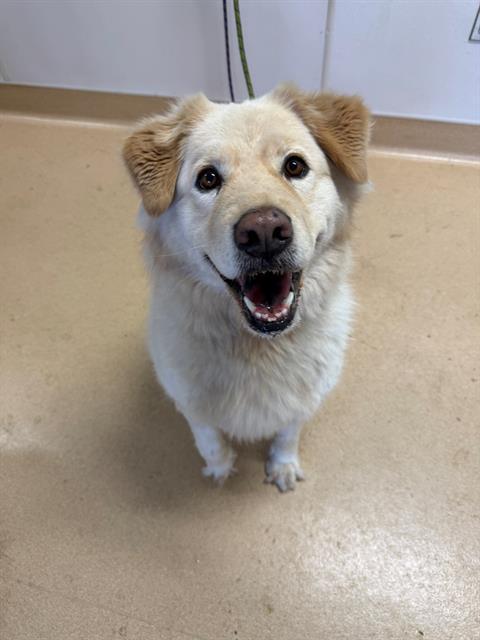 Enlarge MARIGOLD, a Adoptable mixed breed in South Lake Tahoe, CA image 1/1