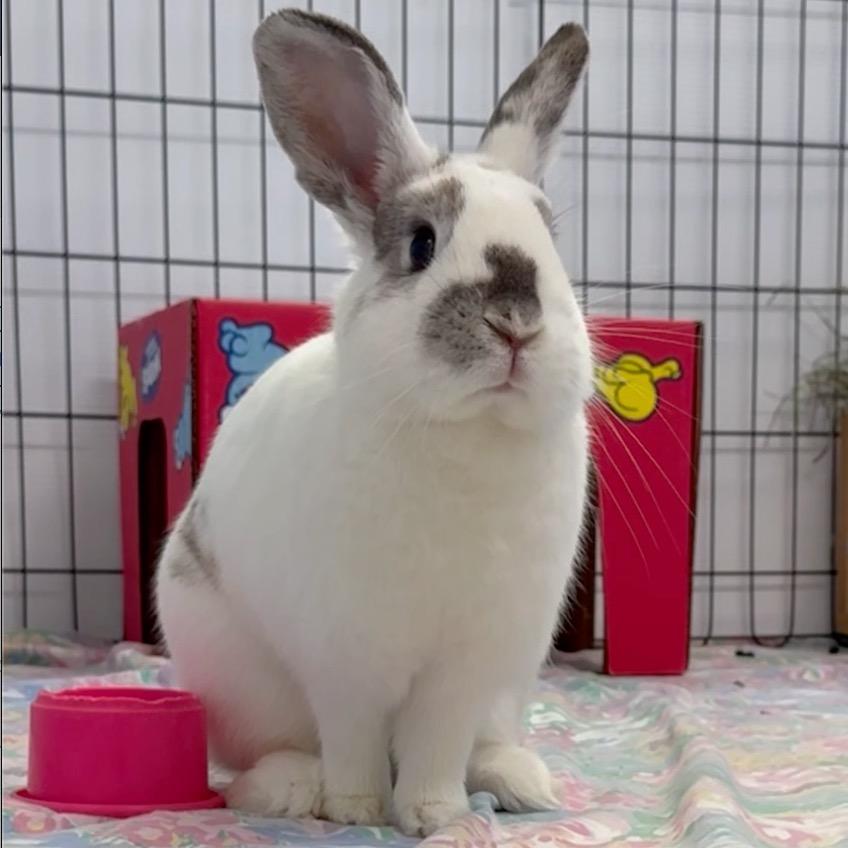 Emboss, a Adoptable English Spot in San Francisco, CA image 1/3