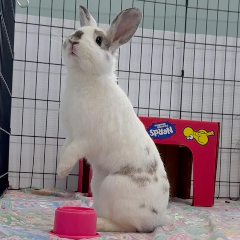 Emboss, a Adoptable English Spot in San Francisco, CA image 2/3