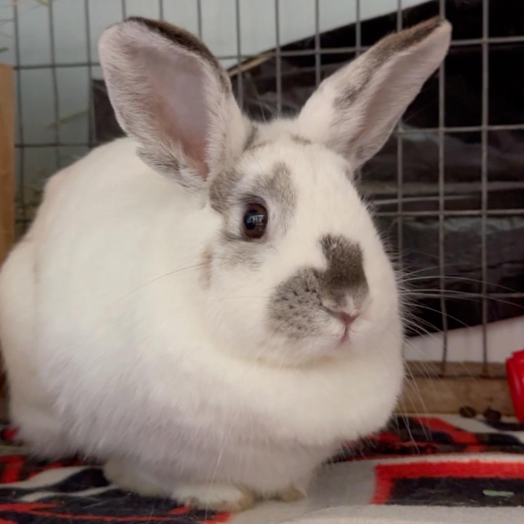 Emboss, a Adoptable English Spot in San Francisco, CA image 3/3